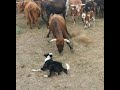 Catching cattle and loading them in the Trailer with Satus Eva Brick and Kate