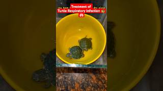 How To Treat Sick Turtle In Winters🐢🫁#shorts#redearedslider#dieases#fishtank#turtle#aquarium