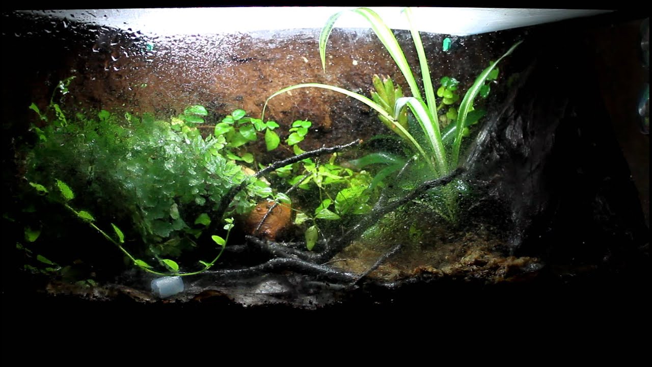 Misting system YouTube