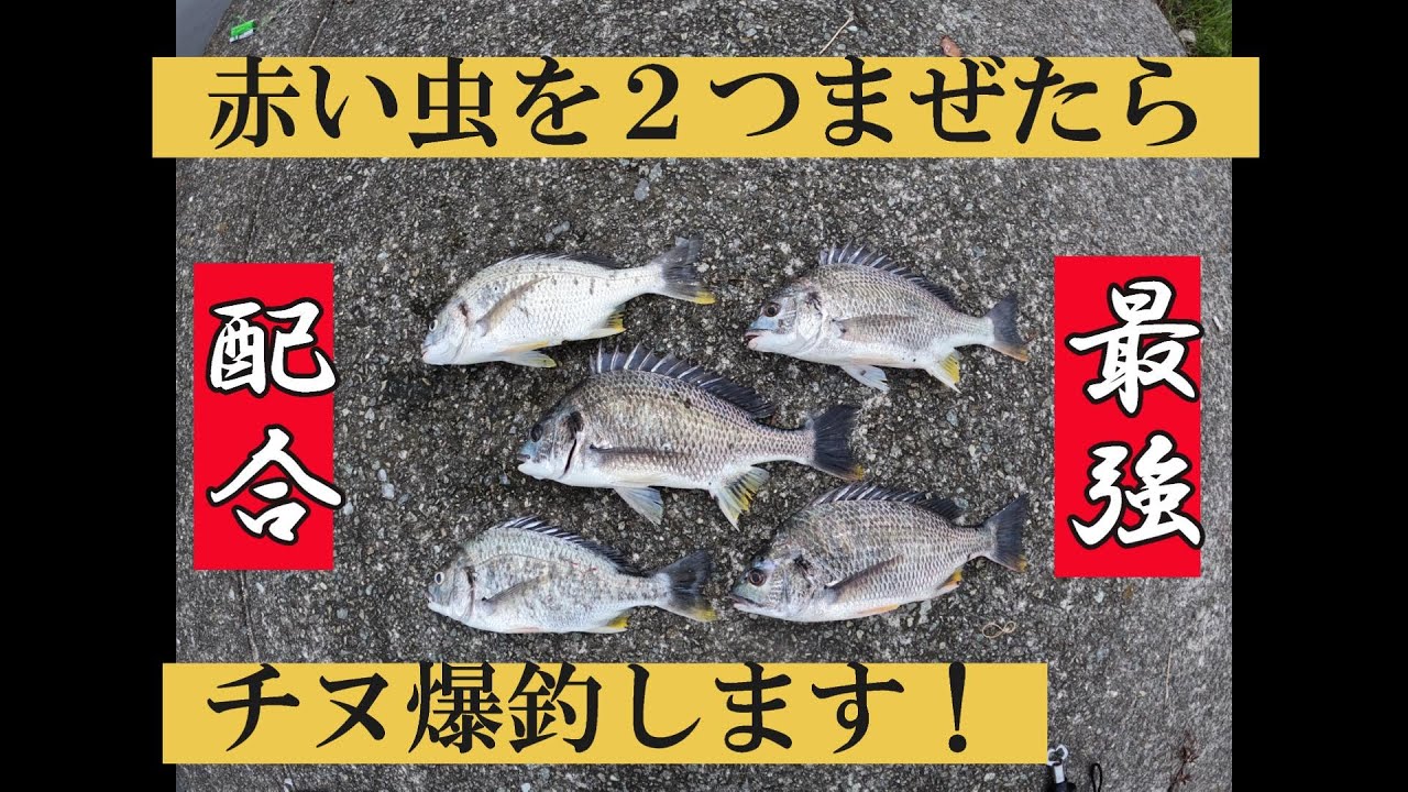 Black Sea Bream Fishing] Red insects confuse the black sea bream