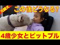 【ピットブルの真実】元闘犬ポチと4歳少女の濃厚接触❗️