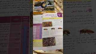 مجتمع النحل سنة ثانية متوسط الجزء الأول