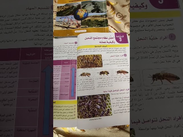 مجتمع النحل سنة ثانية متوسط الجزء الأول