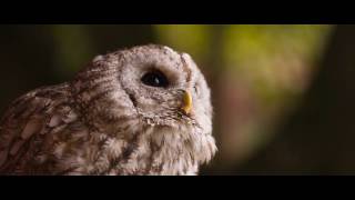 Florian Bur - No name Wealth