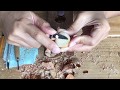 | 如何乾燥酪梨子 | How to Dry Avocado seed for carving - Tutorial (with English subtitles)