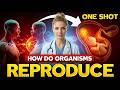 Foods That Heal Your Reproductive System Naturally | Sexual Health Tips