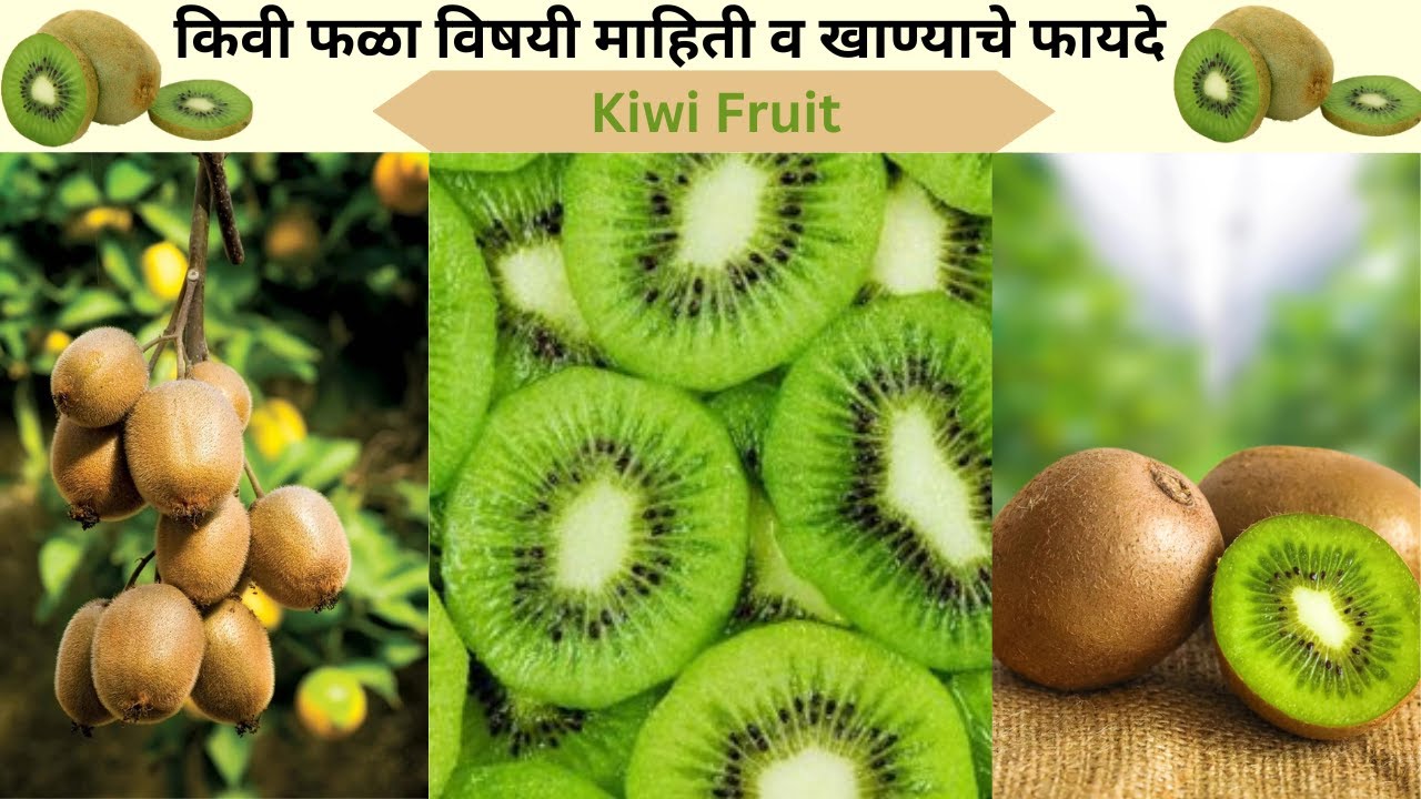किवी (Kiwi) हे औषधी फळ खाण्याचे फायदे व फळा विषयी माहिती/Kiwi fruit