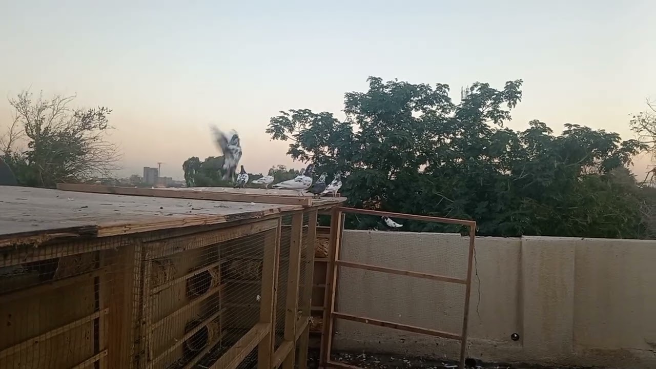 الحلال الجديد 