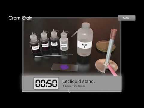 The First Step In Bacterial Identification: The Gram Stain ...