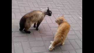Two cats arguing with each other by City cats short 990 190 views 1 year ago 3 minutes, 40 seconds