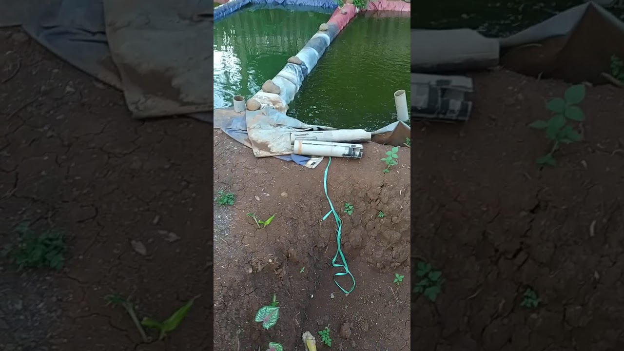 #ternak ikan lele super 