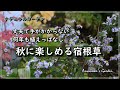 【秋に楽しめる宿根草】ホトトギス/シュウメイギク/野紺菊/ナチュラルガーデン