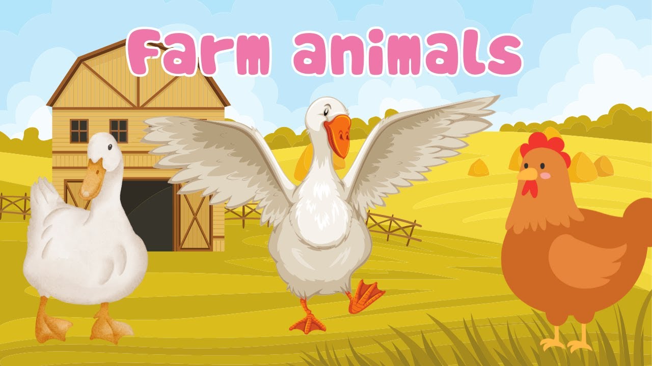 Farm Animals for Kids All About Chicken Duck and Goose YouTube