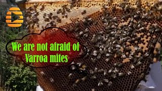 Honey bees survive varroa mite in the wild   Dr  Jeff Pettis - Apimondia 2022 Russia