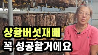 상황버섯 재배 관심있으신 분 꼭 시청하세요