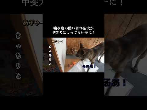 噛み癖の酷い柴犬を教育する甲斐犬先輩!  #甲斐犬 #柴犬 #youtubeshorts