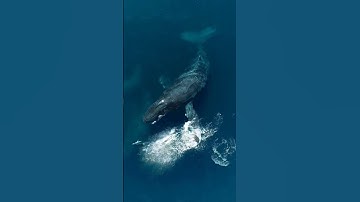 "Battle of the Giants: Humpback Whales vs. Orcas"