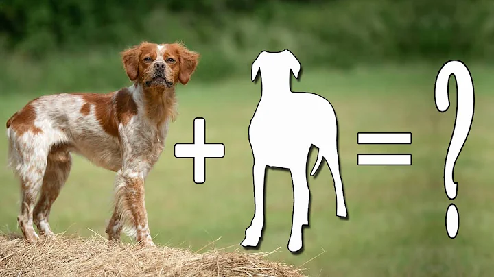 6 Amazing Brittany Spaniel Mixes To Consider As Fa...