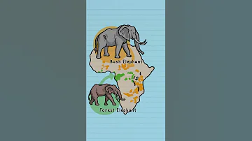 African Bush And Forest Elephants Are Actually Different Species 