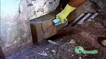 Quanto tempo o rato morre depois de comer veneno?
