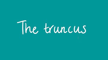 The truncus | Unit 1 and 2 VCE Maths Methods
