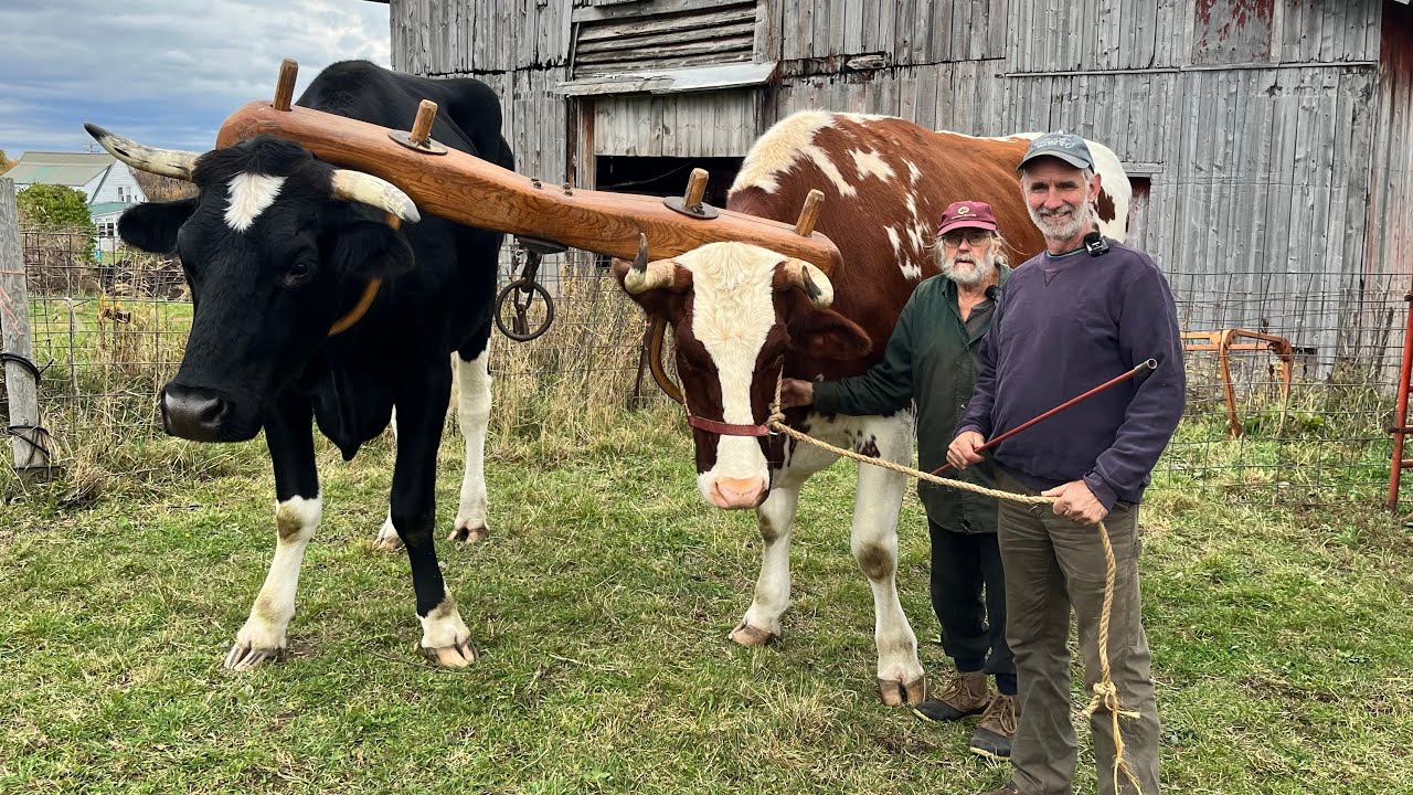 IS JIM SWITCHING TO OXEN?!!! 