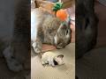 おんなじカッコ❣️🐰🐶😪😴💤😁