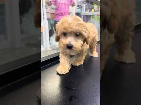 cavapoo#3989, Male, Aventura