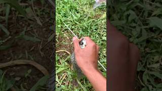 Mancing di kolam #shortvideo #viral #flog #trending #fypviralシ #bolang #viralvideo #foryou #terbater