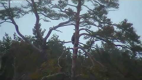 vlc-record-2013-01-06-15h37m56s-nova-EagleFarInTree.mp4