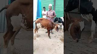 #cow #animaldance #animals #goru #cowdance #funny #hamba #cowlover #farming #হাম্বা