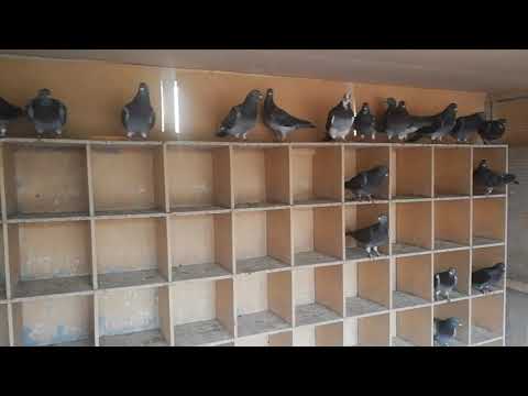 نخبة النخبة بيور جان آردن من أفضل حمام المسافات الطويلة مجموعة من الشبابات جاهزين للإنتاج