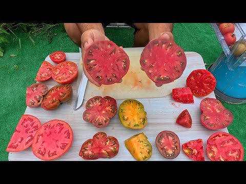 Which Tomato Tastes Best? My Surprising Taste Test!