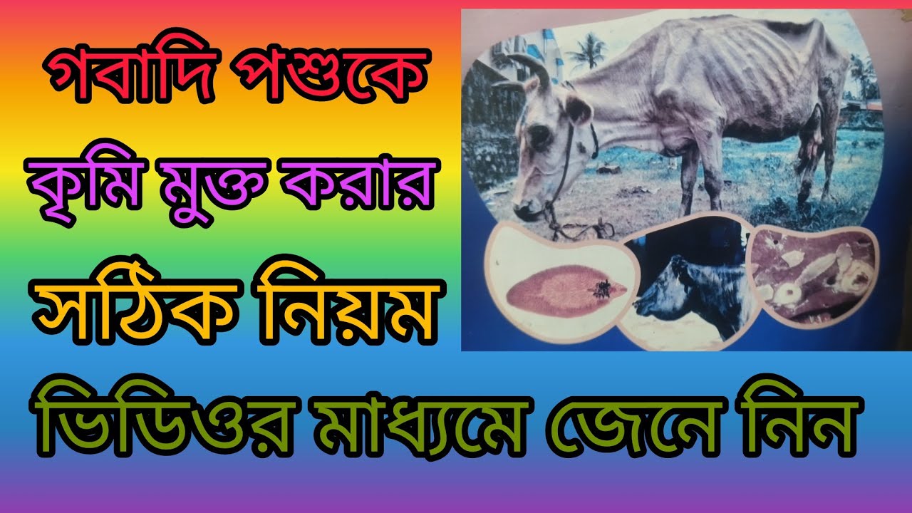 Levanid Vet।।গবাদি পশুকে কৃমির ট্যাবলেট খাওয়ানোর নিয়ম।।গরুকে কৃমির ট্যাবলেট।লিভানিড ভেট এর কাজ কি