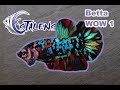 Betta wow 1