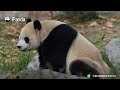 【Life Of Returnee Pandas】Episode 57 A Glimpse Into Xiao Qi Ji's Recent Life | iPanda