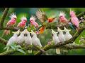 🐦 Fresh Morning Birdsong with Gentle Piano 🕊 Calming Ambience for Reading and Stress Relief 🐦