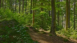 🌳 4K - Relaxing Nature Sounds For Stress Relief, Forest Sounds, Bird Song, No AI