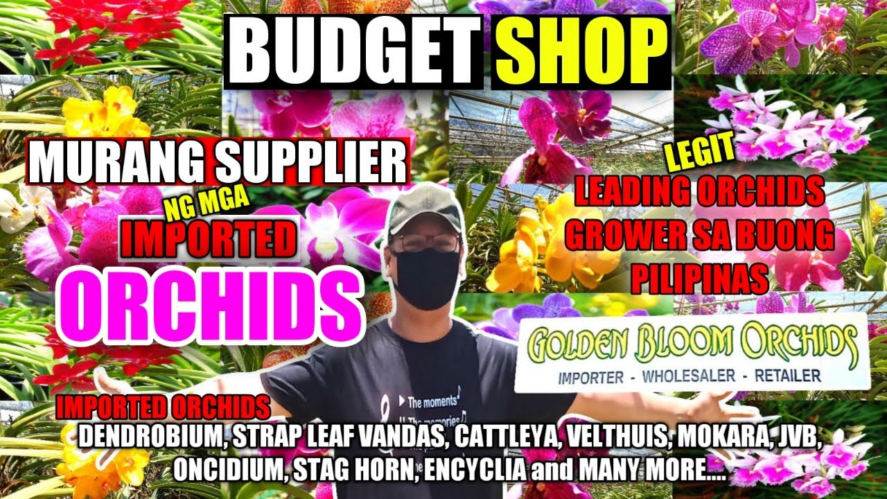 MURANG SUPPLIER NG IMPORTED ORCHIDS | GOLDEN BLOOM ORCHIDS | ORCHIDS
