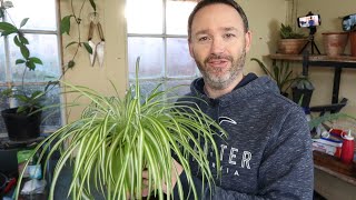 Spider Plant Care Guide and Repot  Chlorophytum Comosum – Airplane Plant  Beginner Friendly