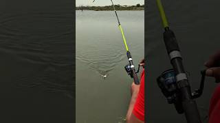 “Hook set ayyaka fight start 😎🎣”#fishing #fishcatch #fishinglife #shorts #youtubeshorts