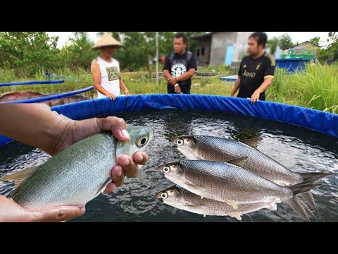 Bandeng Ikan Tawar