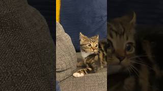 Funny Cats 😂