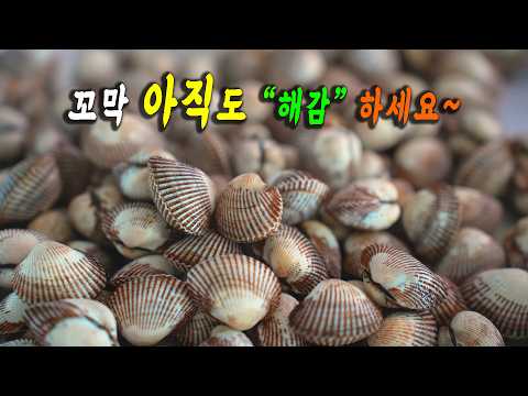 꼬막은 &amp;quot;절대&amp;quot; 해감 하지마세요.👍👍이렇게 삶아야 정말 맛있답니다. 밥도둑 술도둑!! 꼬막요리 3가지.  강쉪