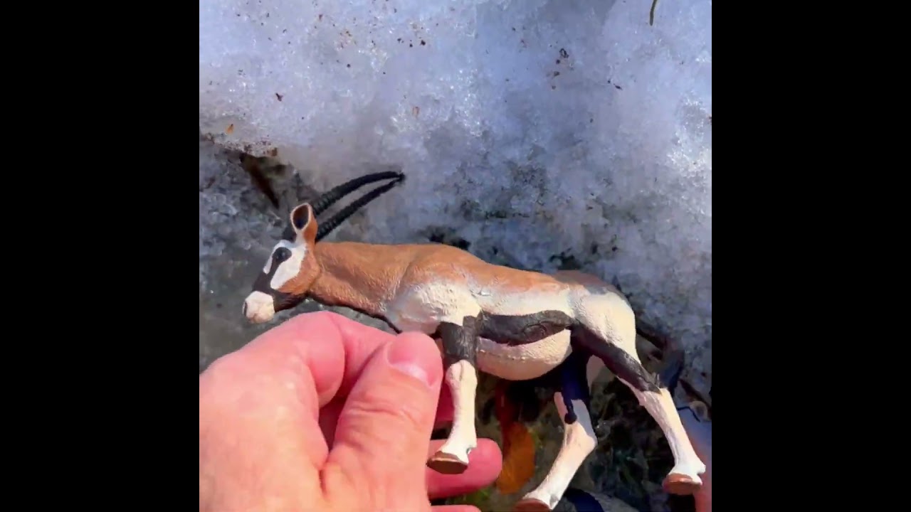Eagle Sight & Oryx Desert Facts! 🦅🌵 Wild Animal Survival Skills for Kids