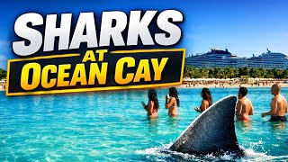 The perfect Ocean Cay day… sharks, sunsets, and MSC magic!