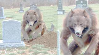 Cemetery Groundskeeper Filmed DOGMAN Digging Near the Graves Every Night | Dogman Encounter Story