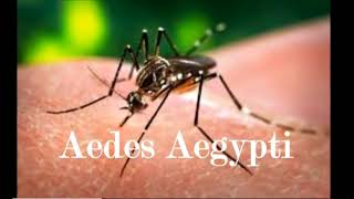 Ventura County Aedes Mosquito! Invasion! Sept 1, 2018