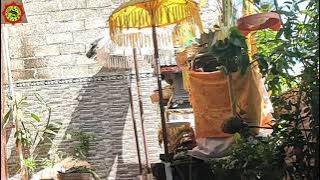 KIDUNG WARGA SARI SAKRAL (DEWA YADNYA) Iringan GENDER Olih Gst Ayu Ari & Sanggar Seni DHANAN JAYA