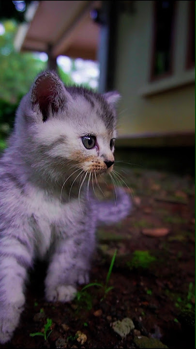 si mungil berbulu, Anak Kucing #kitten #cat